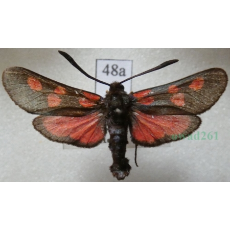 Zygaena trifolii (Esper, 1783) Kraśnik pięcioplamek Czech48a